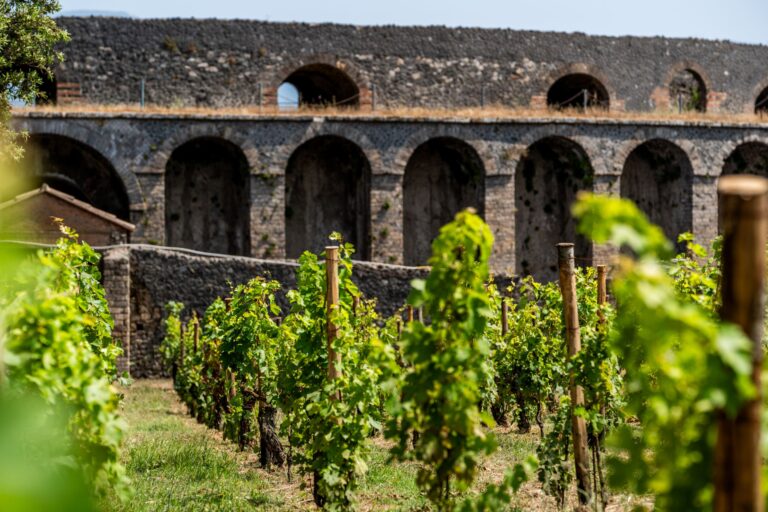 Festa del Vino e vendemmia a Pompei giovedì 16